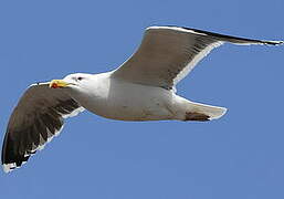 Great Black-backed Gull