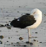 Great Black-backed Gull