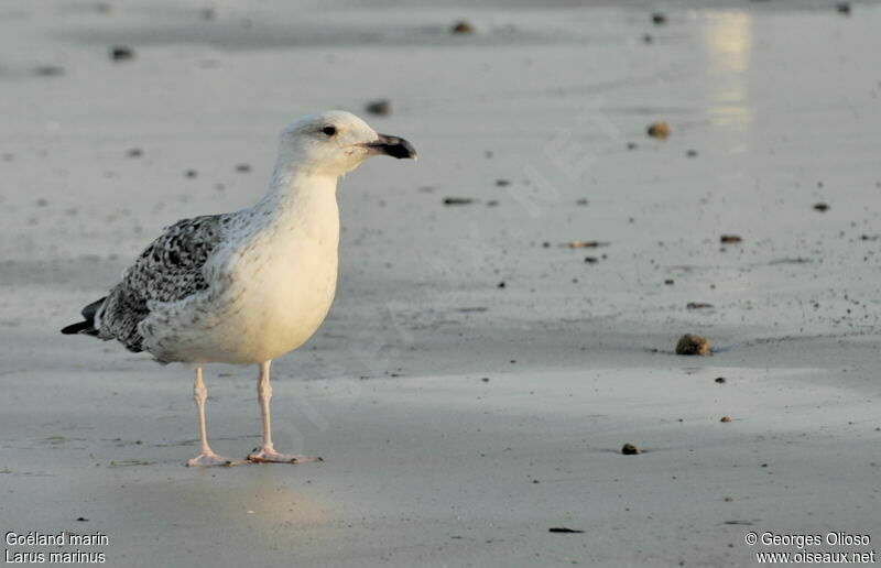 Great Black-backed GullFirst year, identification, Behaviour