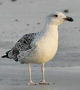 Great Black-backed Gull