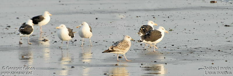 Great Black-backed Gull, identification