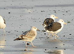 Great Black-backed Gull