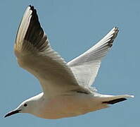 Slender-billed Gull