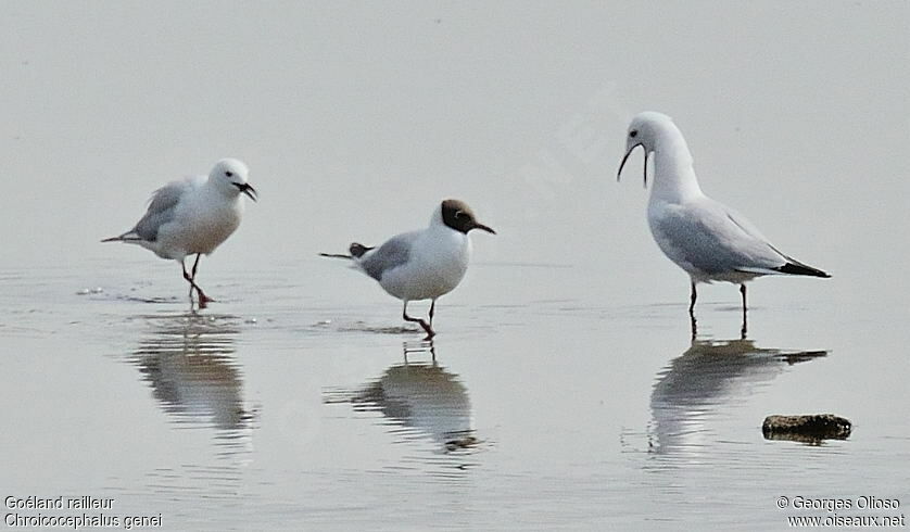 Slender-billed Gull adult, identification, Behaviour