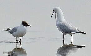 Slender-billed Gull