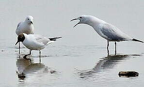 Slender-billed Gull