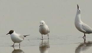 Slender-billed Gull