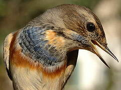 Bluethroat