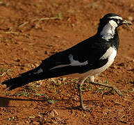 Magpie-lark