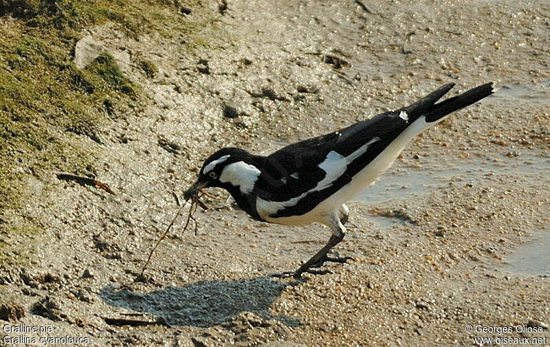 Magpie-larkadult