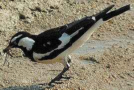 Magpie-lark