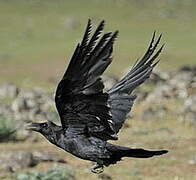 Northern Raven