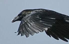 Northern Raven