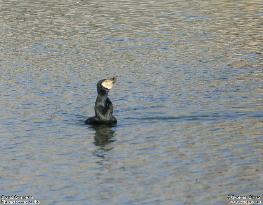 Grand Cormoranadulte internuptial, identification, régime, Comportement