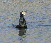 Great Cormorant