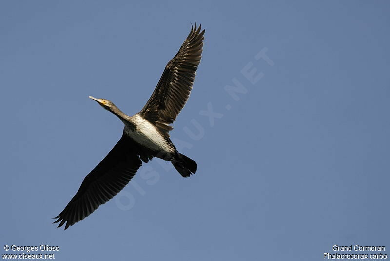 Grand Cormoran2ème année, Vol