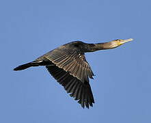 Great Cormorant