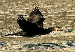 Great Cormorant