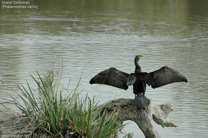 Great Cormorant