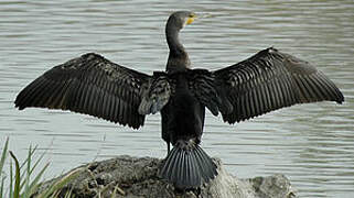 Great Cormorant