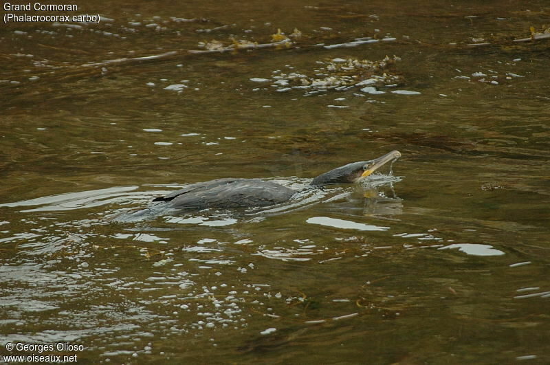 Great Cormorant