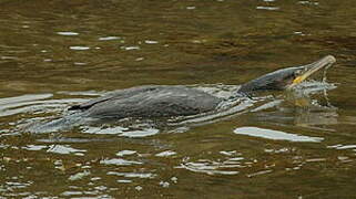 Great Cormorant