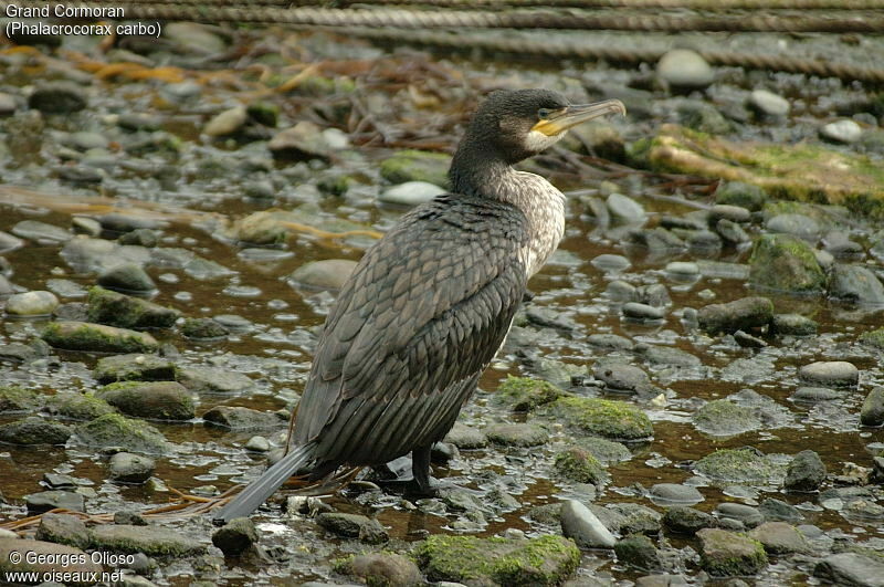 Great Cormorant