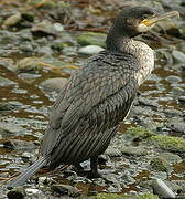 Great Cormorant