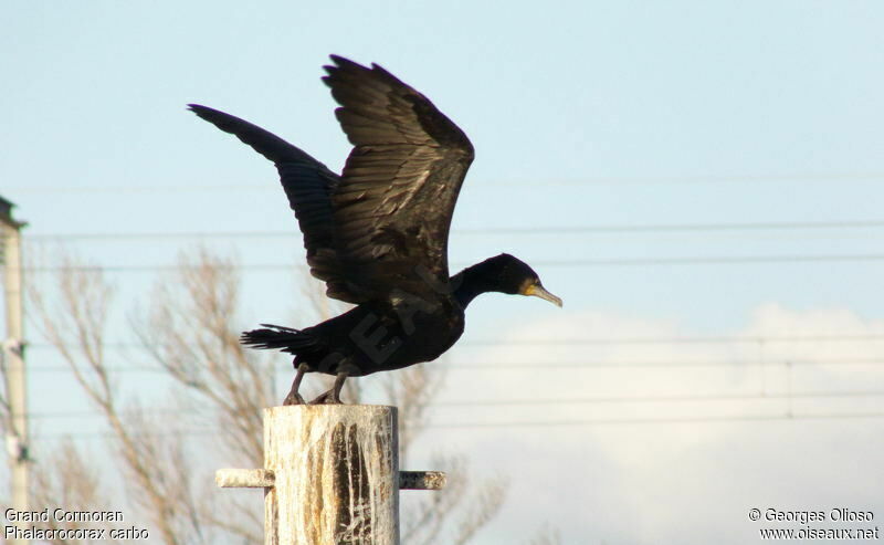 Grand Cormoranadulte