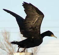 Great Cormorant