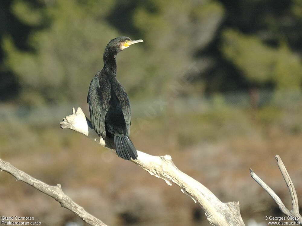 Grand Cormoranadulte internuptial