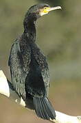 Great Cormorant