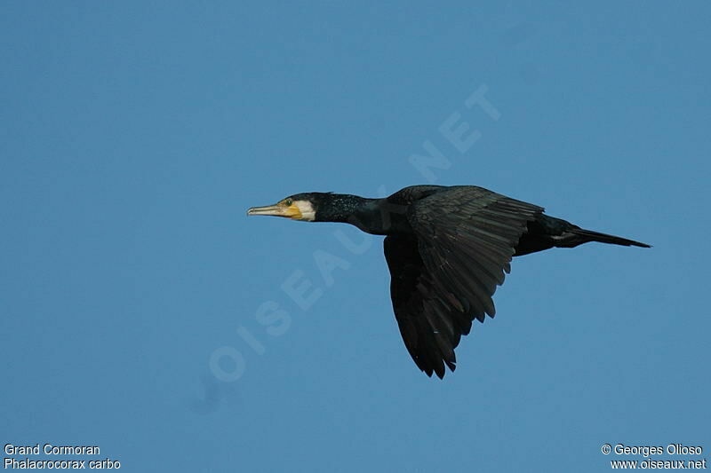 Grand Cormoranadulte internuptial