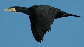 Great Cormorant