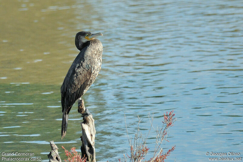 Grand Cormoranimmature