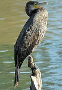 Great Cormorant