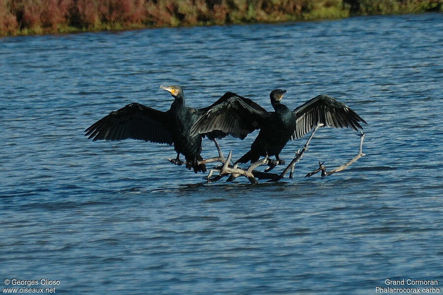 Grand Cormoranadulte internuptial