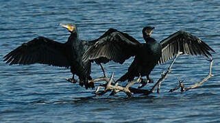 Great Cormorant