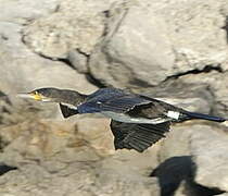 Great Cormorant