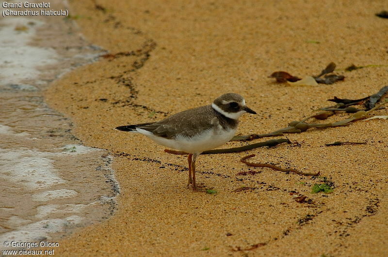 Common Ringed Plover