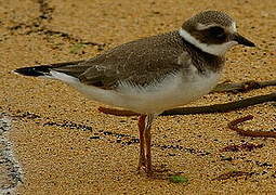 Common Ringed Plover