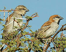 Great Sparrow