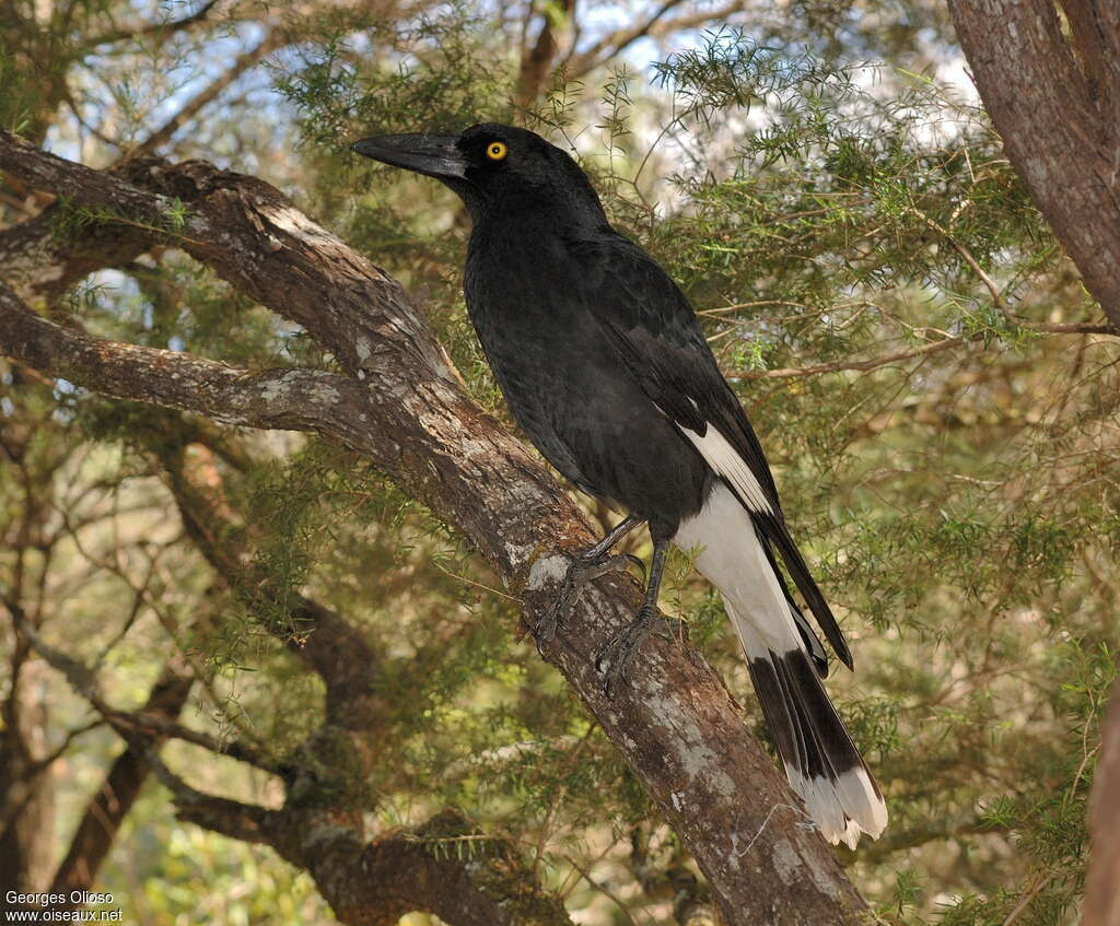 Pied Currawongadult breeding, identification