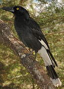 Pied Currawong