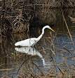 Grande Aigrette