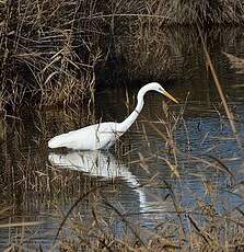 Grande Aigrette