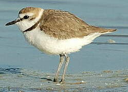 Kentish Plover