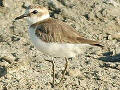 Kentish Plover