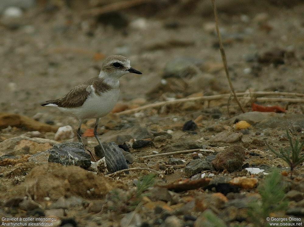 Kentish Plover female adult breeding