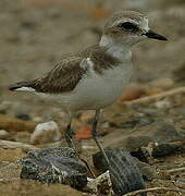 Kentish Plover